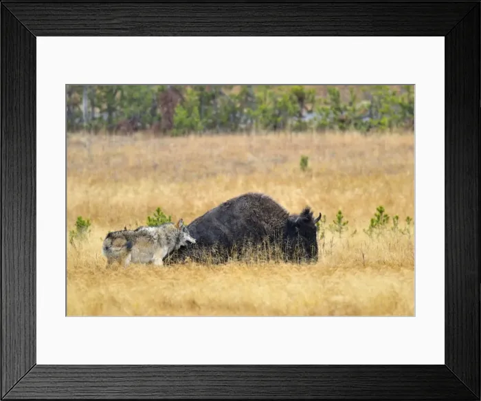 Framed Print : Wild Grey Wolf - trying to take down a Bison cow - Autumn - Yellowstone National Park - Wyoming - USA _D3D3162 Framed Print : Wild Grey Wolf - trying to take down a Bison cow - Autumn - Yellowstone National Park - Wyoming - USA _D3D3162