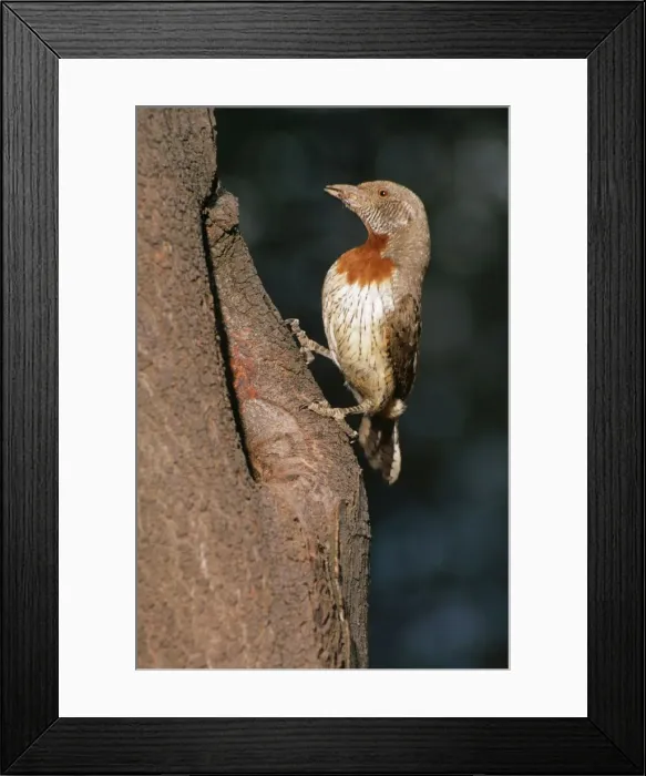 Framed Print : Red-breasted Wryneck Framed Print : Red-breasted Wryneck