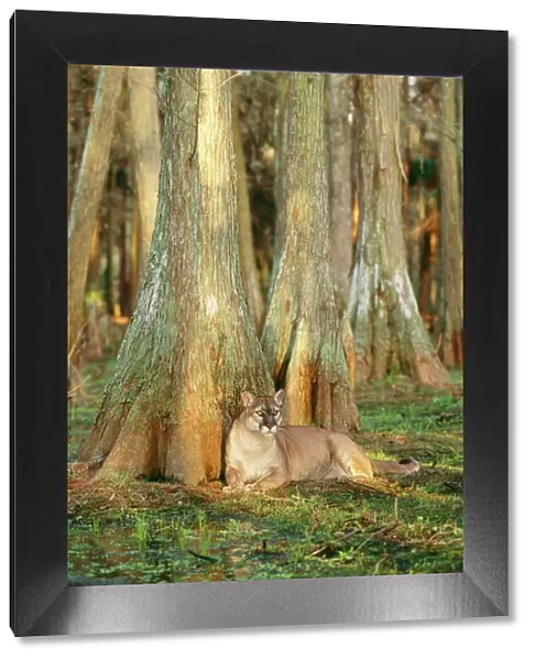 Cougar ‘Florida Panther TOM 269 Endangered species sitting by tree in swamp cypress, Florida USA. Felis concolor coryi © Tom & Pat Leeson  /  ARDEA LONDON