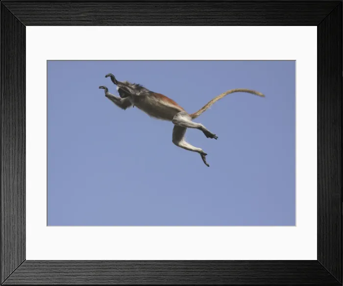 Framed Print : Kirk's / Zanzibar Red Colobus Monkey - in mid-air jumping - Zanzibar - Tanzania Framed Print : Kirk's / Zanzibar Red Colobus Monkey - in mid-air jumping - Zanzibar - Tanzania