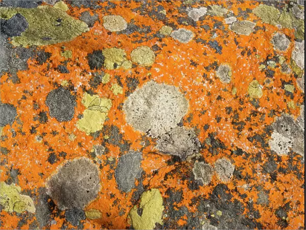 Marvellous lichens on rock, Cape of Good Hope, Cape, South Africa