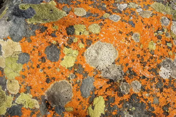 Marvellous lichens on rock, Cape of Good Hope, Cape, South Africa