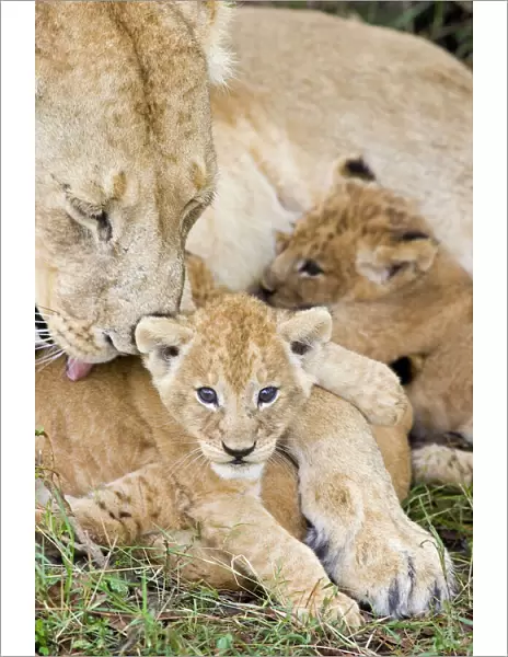 Lion - 5-6 week old cub with mother in den - Masai Mara Reserve - Kenya