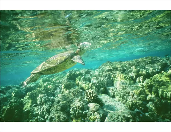 Green Sea Turtle TOM 254 Pacicfic Ocean, Hawaii. Chelonia mydas © Tom & Pat Leeson  /  ARDEA LONDON