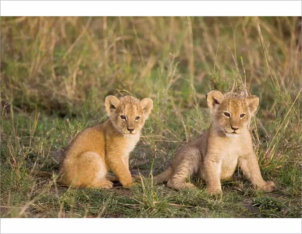 Lion - 4 week old cubs - Masai Mara Reserve - Kenya