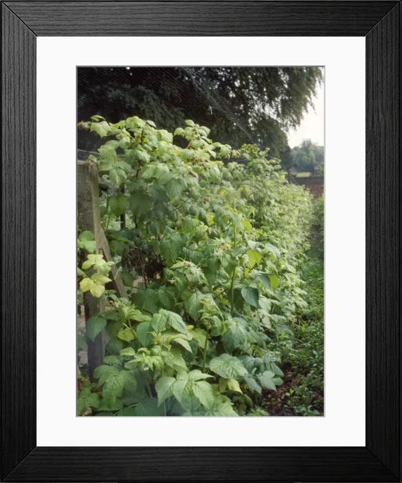 Framed Print : Raspberries - under netting Framed Print : Raspberries - under netting