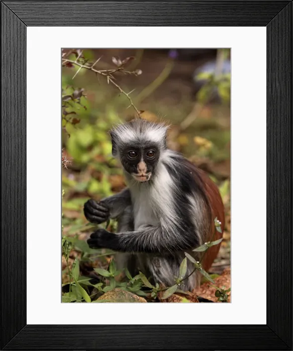Framed Print : Kirk's / Zanzibar Red Colobus Monkey - Zanzibar - Tanzania Framed Print : Kirk's / Zanzibar Red Colobus Monkey - Zanzibar - Tanzania