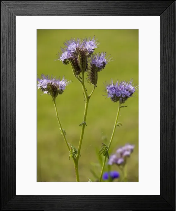Framed Print : Phacelia (Phacelia tanacetifolia), native in USA but widely grown as bee crop and in gardens. Naturalised in Europe. France Framed Print : Phacelia (Phacelia tanacetifolia), native in USA but widely grown as bee crop and in gardens. Naturalised in Europe. France