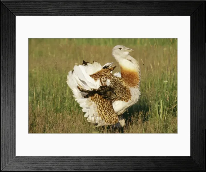Framed Print : Great Bustard - displaying Framed Print : Great Bustard - displaying