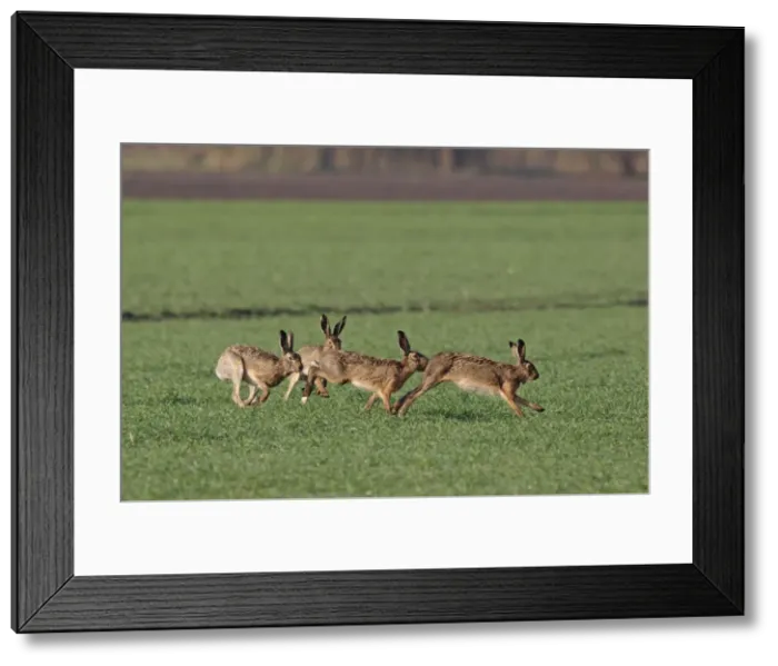 Framed Print : European Hares - running behind each other in mating season - Burgenland - Austria Framed Print : European Hares - running behind each other in mating season - Burgenland - Austria