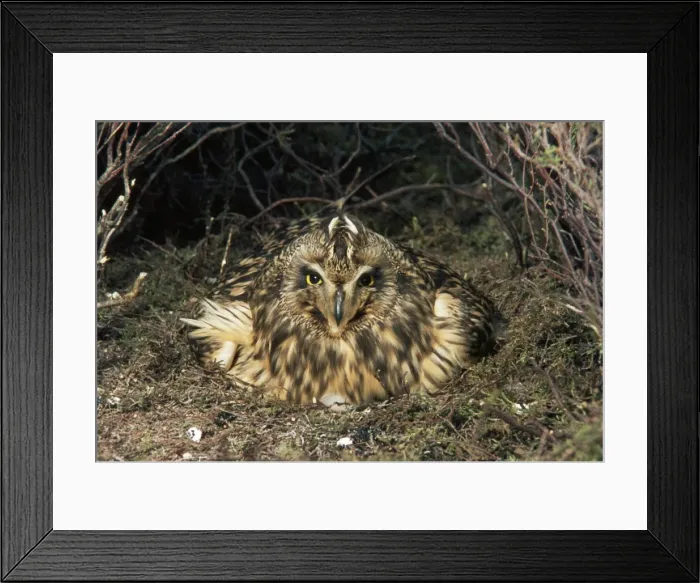 Framed Print : Short-eared Owl - on nest Framed Print : Short-eared Owl - on nest