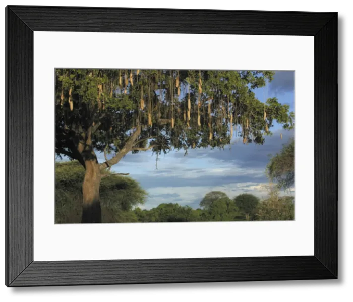 Framed Print : Sausage Tree - Ruaha National Park - Tanzania - Africa Framed Print : Sausage Tree - Ruaha National Park - Tanzania - Africa