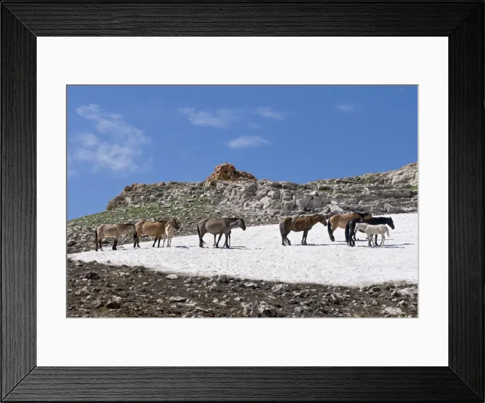 Framed Print : Wild / Feral Horses - Western U. S. - Summer _D3C6210 Framed Print : Wild / Feral Horses - Western U. S. - Summer _D3C6210