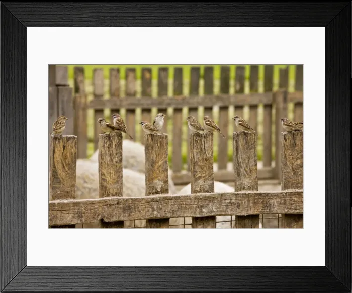 Framed Print : Mixed flock of Tree Sparrows and House Sparrows on fence, Hortobagy National Park, east Hungary