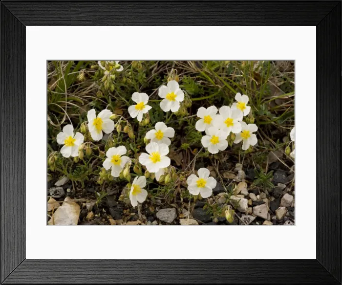 Framed Print : White Rock-rose (Helianthemum apenninum); very rare on limestone in UK Framed Print : White Rock-rose (Helianthemum apenninum); very rare on limestone in UK