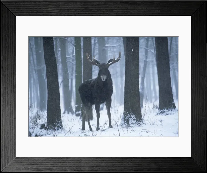 Framed Print : Moose / Elk - in snow - Europe Framed Print : Moose / Elk - in snow - Europe
