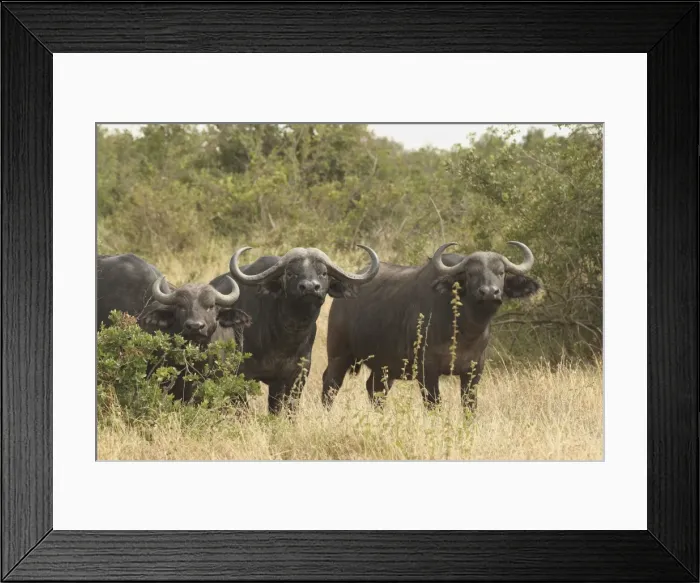 Framed Print : African / Cape Buffalo - herd - Maasai Mara - Kenya Framed Print : African / Cape Buffalo - herd - Maasai Mara - Kenya