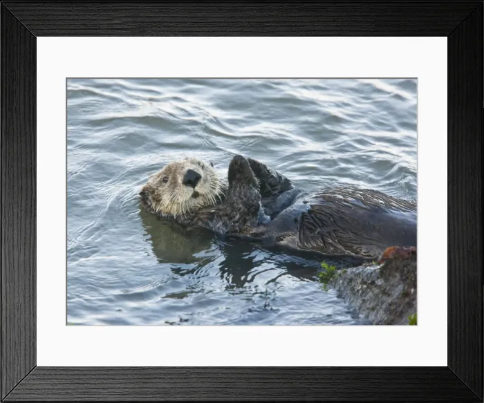 Framed Print : Sea Otter - playing and relaxing in the sea off southern California Framed Print : Sea Otter - playing and relaxing in the sea off southern California