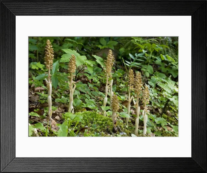 Framed Print : Bird's nest orchid (Neottia nidus-avis) in shady woodland, France Framed Print : Bird's nest orchid (Neottia nidus-avis) in shady woodland, France