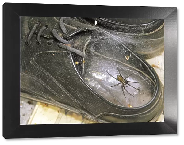 House Spider - in web in old shoe. UK