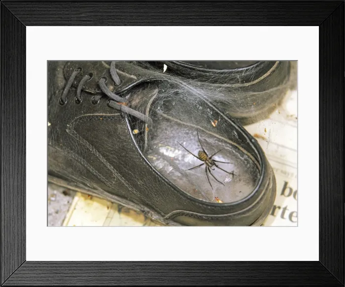 Framed Print : House Spider - in web in old shoe. UK Framed Print : House Spider - in web in old shoe. UK