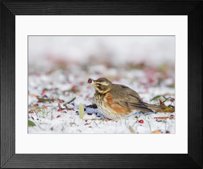 Framed Print : Redwing - in winter - on snow covered ground foraging for rowen berries - Cleveland - UK Framed Print : Redwing - in winter - on snow covered ground foraging for rowen berries - Cleveland - UK