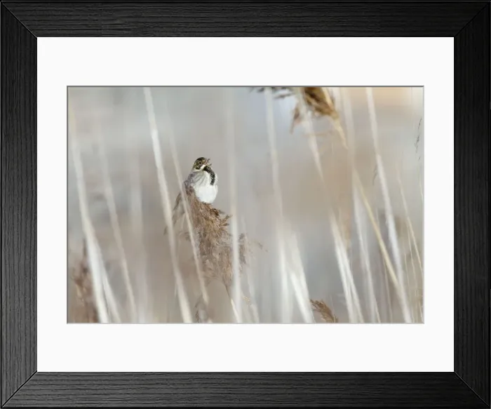 Framed Print : Reed Bunting - male calling from reedbed in early spring - Bowesfield Nature Reserve - Cleveland - UK Framed Print : Reed Bunting - male calling from reedbed in early spring - Bowesfield Nature Reserve - Cleveland - UK