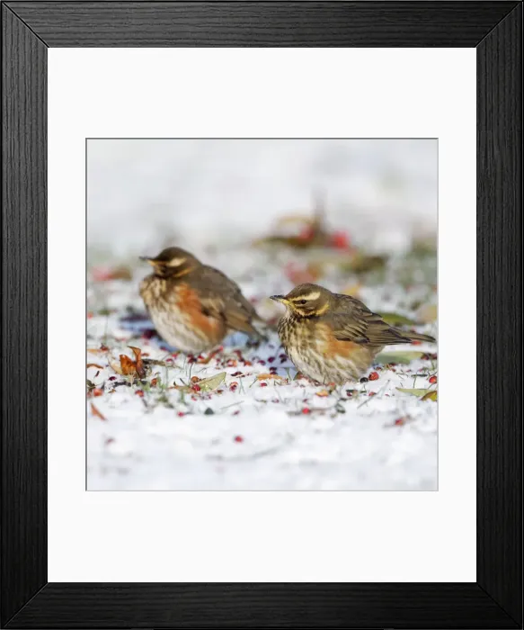Framed Print : Redwing - in winter - on snow covered ground foraging for rowen berries - Cleveland - UK Manipulated Image: Two images taken sequentially and merged together in photoshop Framed Print : Redwing - in winter - on snow covered ground foraging for rowen berries - Cleveland - UK Manipulated Image: Two images taken sequentially and merged together in photoshop