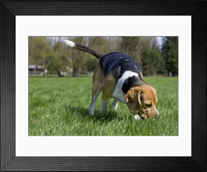 Framed Print : Dog - Beagle in garden Framed Print : Dog - Beagle in garden