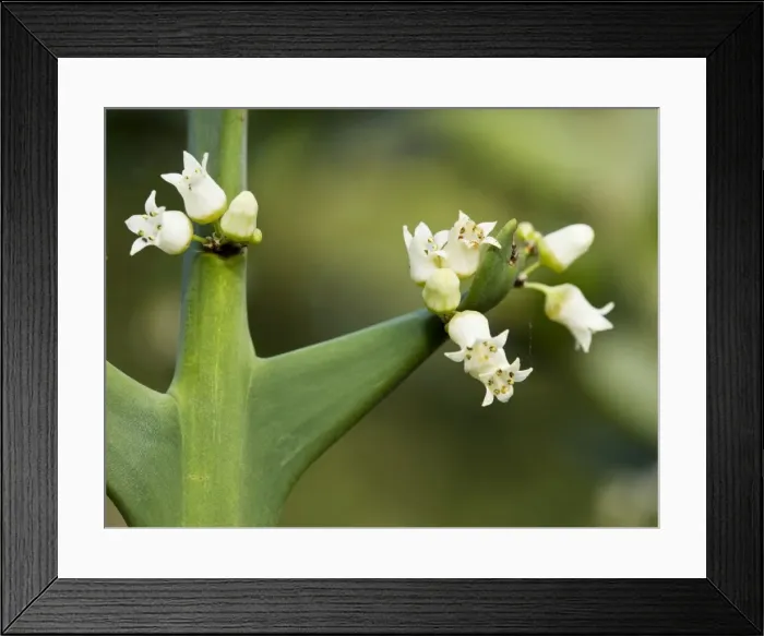 Framed Print : Anchor plant or crucifixion thorn, Colletia paradoxa with flowers and spines; Rhamnaceae; from Brazil and Uruguay Framed Print : Anchor plant or crucifixion thorn, Colletia paradoxa with flowers and spines; Rhamnaceae; from Brazil and Uruguay