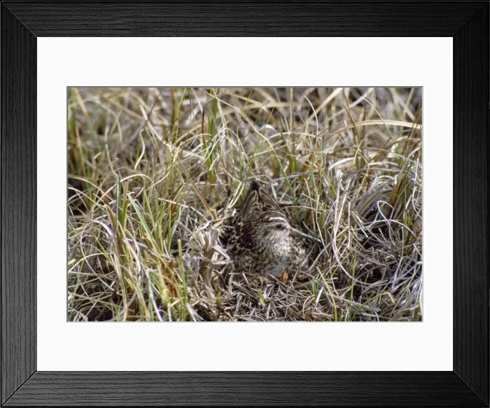 Framed Print : Broad-billed Sandpiper - on nest Framed Print : Broad-billed Sandpiper - on nest