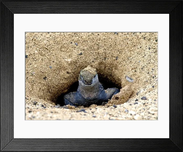 Framed Print : Marine Iguana - in nesting area - Galapagos - Ecuador Framed Print : Marine Iguana - in nesting area - Galapagos - Ecuador