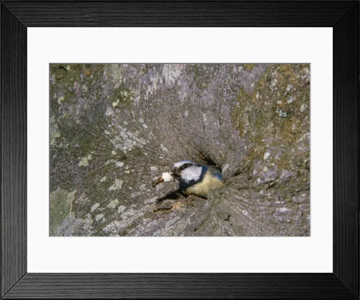 Framed Print : Blue Tit - adult removing fecal sac from nest Framed Print : Blue Tit - adult removing fecal sac from nest