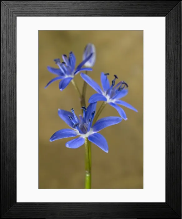 Framed Print : Alpine Squill - portrait - Tuscany - Italy Framed Print : Alpine Squill - portrait - Tuscany - Italy