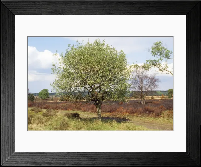 Framed Print : Broad-leaved Sallow - Cannock Chase UK Framed Print : Broad-leaved Sallow - Cannock Chase UK