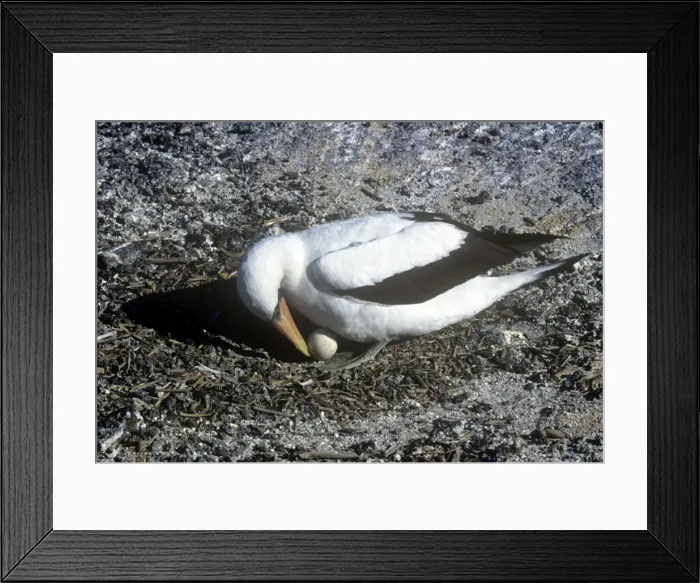 Framed Print : Masked Booby - turning egg Framed Print : Masked Booby - turning egg