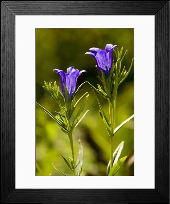 Framed Print : Marsh Gentian (Gentiana pneumonanthe). An autumn-flowering species. Uncommon in UK Framed Print : Marsh Gentian (Gentiana pneumonanthe). An autumn-flowering species. Uncommon in UK