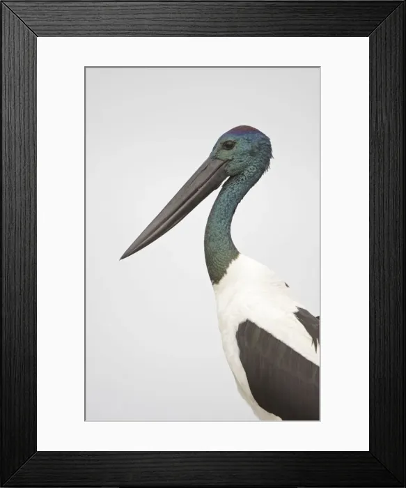 Framed Print : Black-Necked Stork / Jabiru / Korrorook / Monti - male - Queensland - Australia Framed Print : Black-Necked Stork / Jabiru / Korrorook / Monti - male - Queensland - Australia