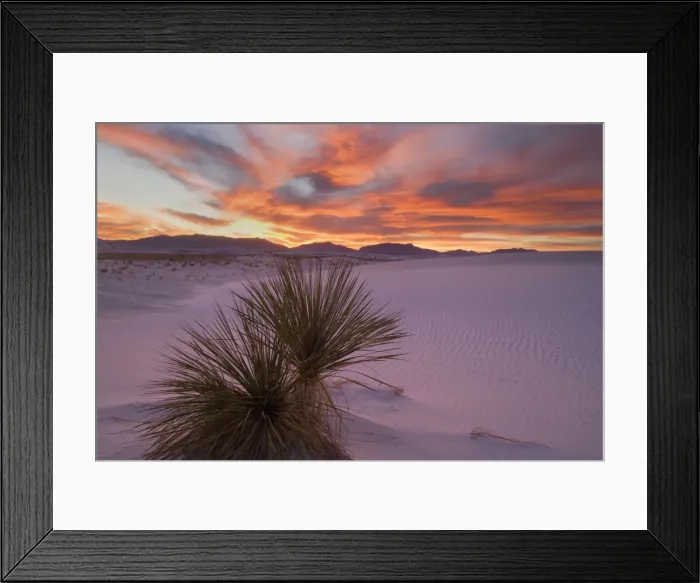 Framed Print : Yucca and dune - soaptree and white gypsum dune at sunset. A cloudy sky creates an amazing colourful display in the sky, which reflect on the white dunes lending them a pinkish hue - White Sands National Monument, New Mexico, USA