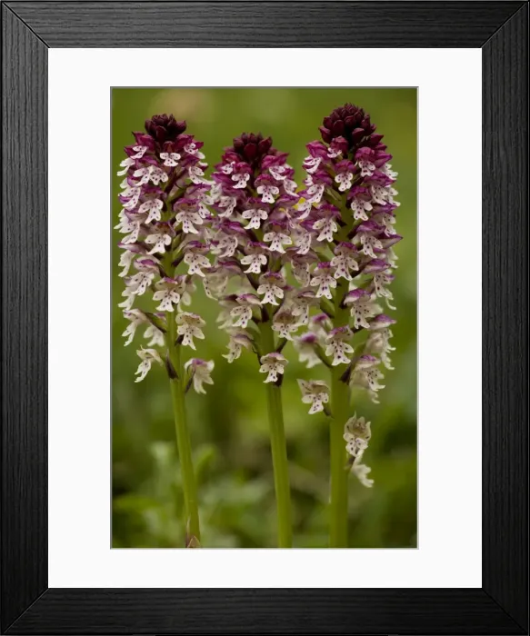 Framed Print : Dwarf or Burnt Orchid (Orchis ustulata), formerly known as Burnt-tip Orchid Framed Print : Dwarf or Burnt Orchid (Orchis ustulata), formerly known as Burnt-tip Orchid