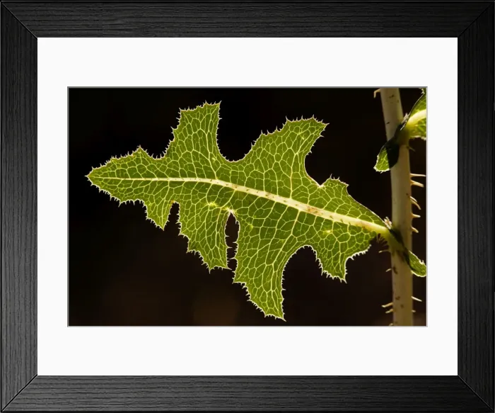 Framed Print : Leaf of prickly lettuce (Lactuca serriola) held horizontally, angled towards the sun. Against the light Framed Print : Leaf of prickly lettuce (Lactuca serriola) held horizontally, angled towards the sun. Against the light