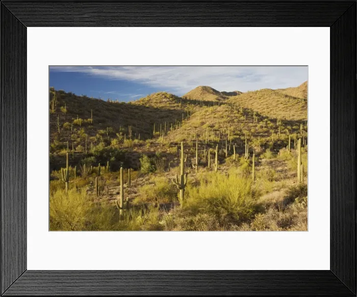 Framed Print : Giant Cactus or Saguaro Carnegiea gigantea in the Saguaro National Park (west), Sonoran Desert, Arizona Framed Print : Giant Cactus or Saguaro Carnegiea gigantea in the Saguaro National Park (west), Sonoran Desert, Arizona