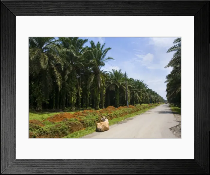 Framed Print : African oil palm plantation - industrially used palm oil plantations extend endlessly along a roadside in a remote area in Sumatra - near Bohorok, Sumatra, Indonesia Framed Print : African oil palm plantation - industrially used palm oil plantations extend endlessly along a roadside in a remote area in Sumatra - near Bohorok, Sumatra, Indonesia