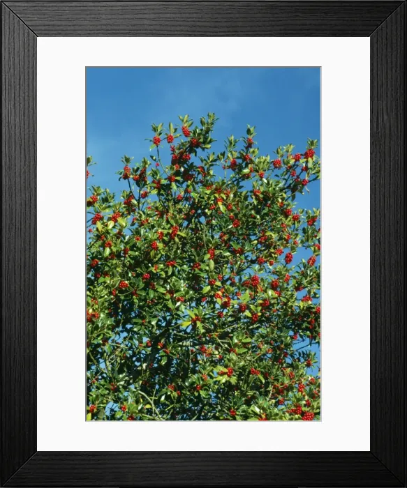 Framed Print : Holly ROG 6619 with berries Ilex aquifocium © Bob Gibbons / ARDEA LONDON Framed Print : Holly ROG 6619 with berries Ilex aquifocium © Bob Gibbons / ARDEA LONDON