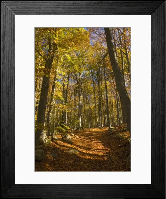 Framed Print : Old trackway in Beech woodland (Fagus sylvatica) in autumn at about 900 m altitude, near St. Agreve, edge of the Monts d'Ardeche PNR, Massif Central, France
