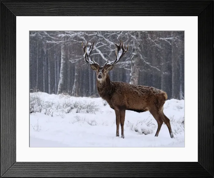 Framed Print : Red Deer - buck in snowfall - Germany Framed Print : Red Deer - buck in snowfall - Germany