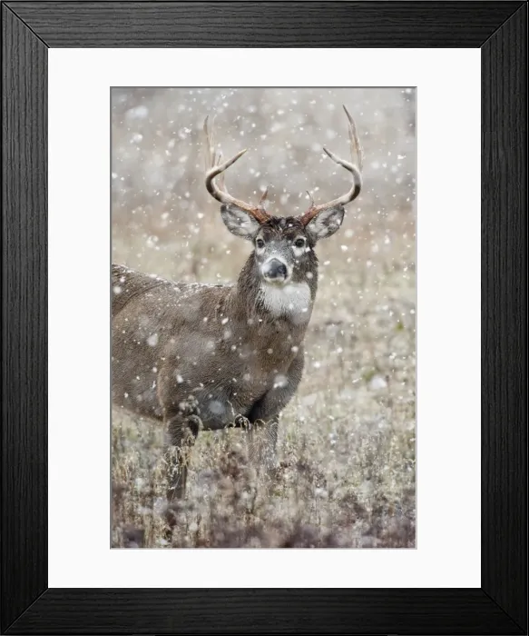 Framed Print : White-tailed Deer - buck in snow - Rocky Mountains - Montana - USA _DSC8927 Framed Print : White-tailed Deer - buck in snow - Rocky Mountains - Montana - USA _DSC8927