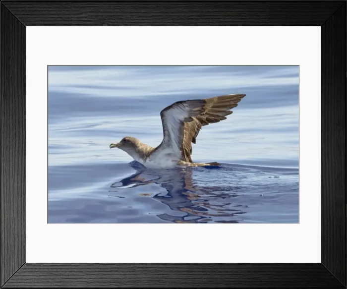 Framed Print : Cory's Shearwater - on the sea with wings raised - Madeira - September Framed Print : Cory's Shearwater - on the sea with wings raised - Madeira - September