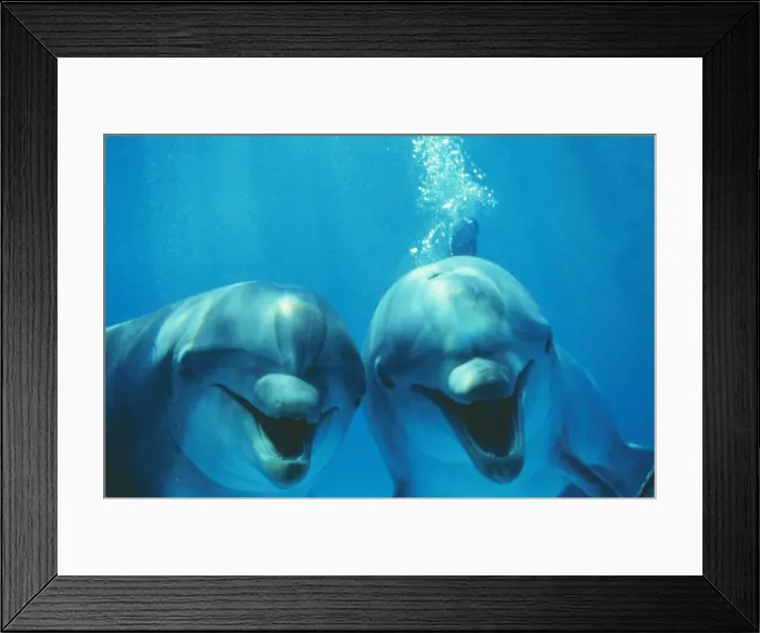 Framed Print : Bottlenose Dolphin STA 14 Tursiops truncatus © Augusto Leandro Stanzani / ARDEA LONDON Framed Print : Bottlenose Dolphin STA 14 Tursiops truncatus © Augusto Leandro Stanzani / ARDEA LONDON