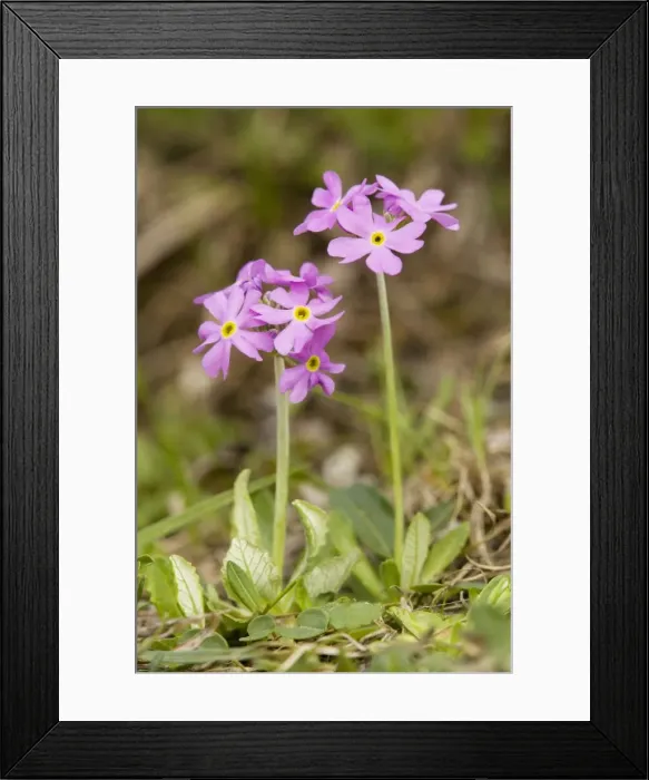Framed Print : Bird's eye Primrose (Primula farinosa) in wet meadow. Uncommon in UK Framed Print : Bird's eye Primrose (Primula farinosa) in wet meadow. Uncommon in UK